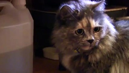 funny cat videos - Favorite cat food (Funny Videos 720p)