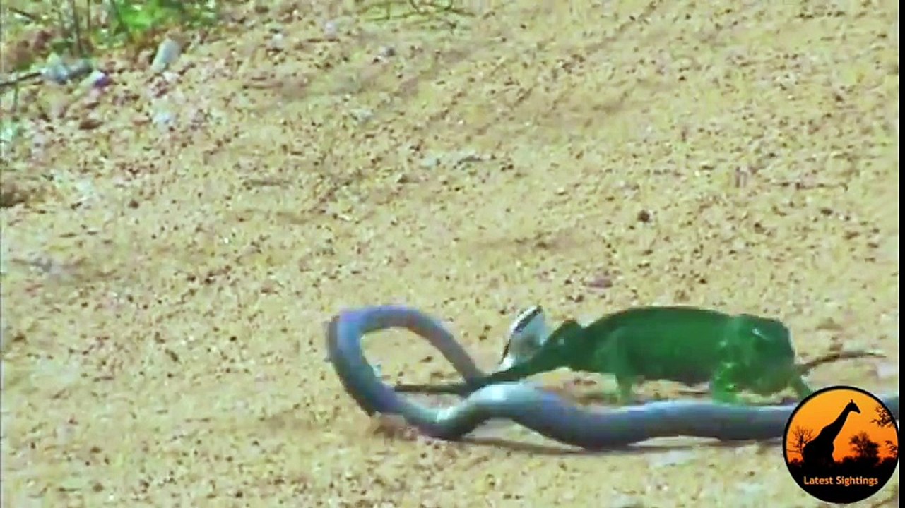 Boomslang Snake vs Chameleon - Latest Wildlife Sightings