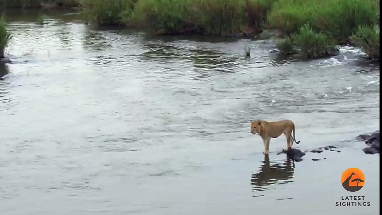 Crocodile Attacks a Male Lion - Latest Wildlife Sightings