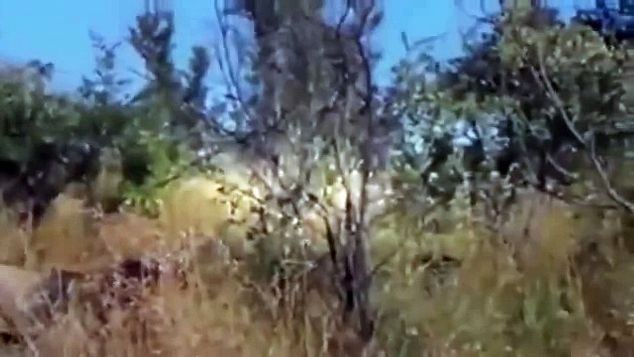 Lion Hunting Warthog Animal Attacks Warthog Attack Male Lion