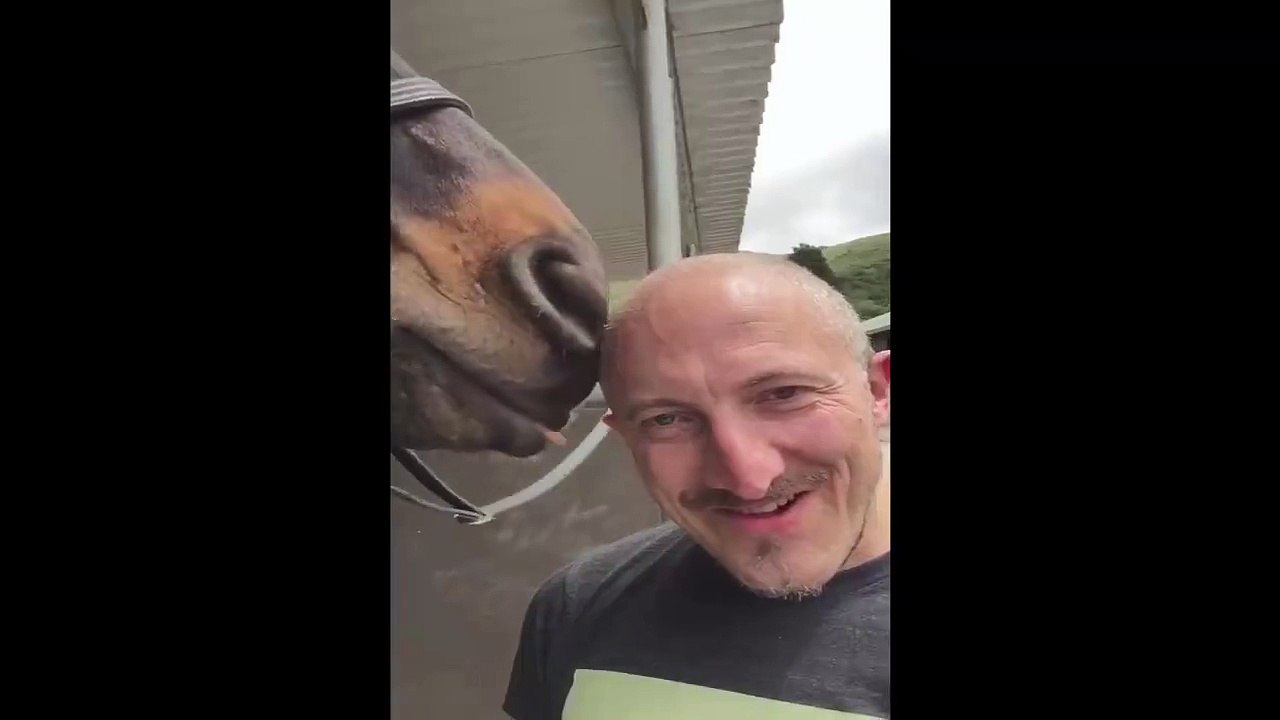 Camello lamiendo la calva a un hombre.