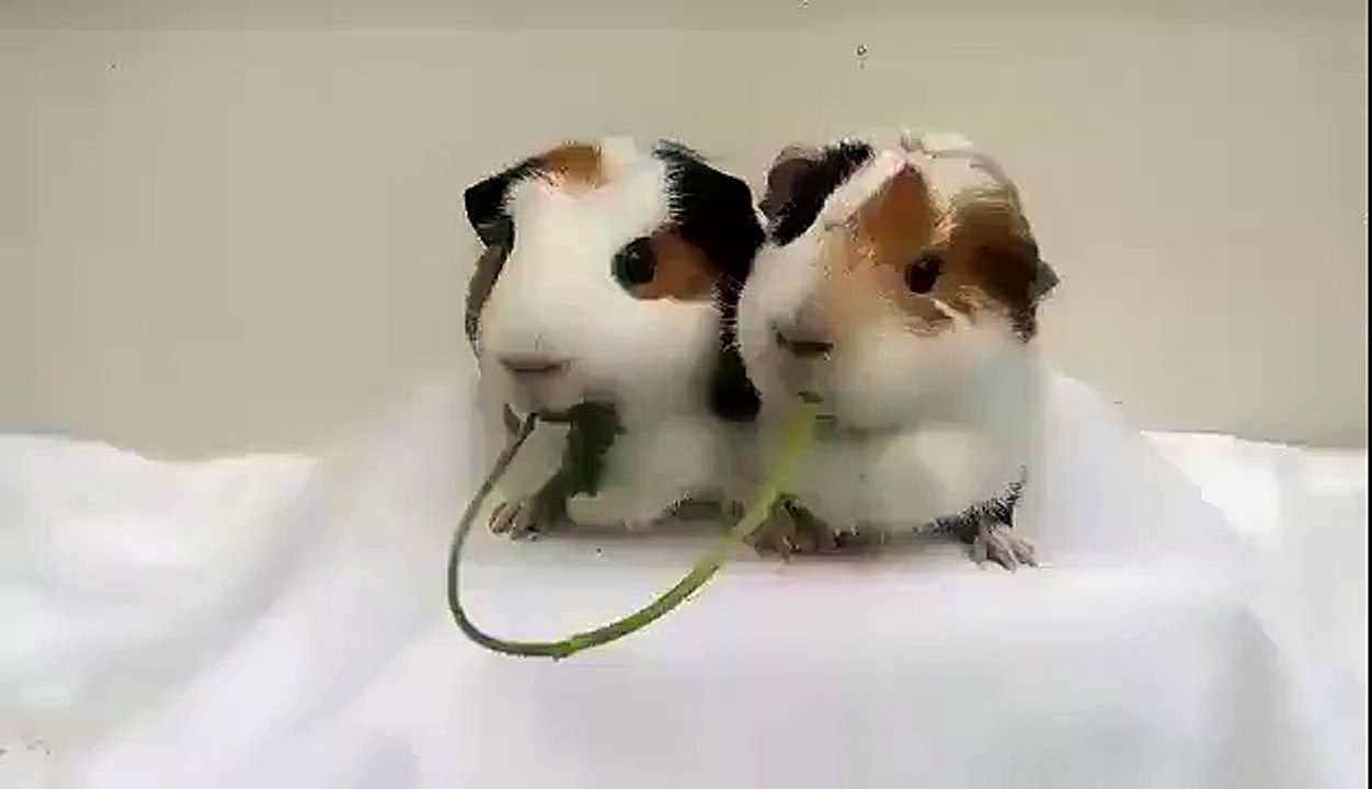 Mira estos dos hámsters como se besan! (L)
