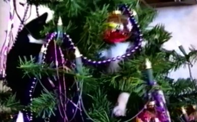 Los gatos y la navidad jaja - Videos Sorprendentes