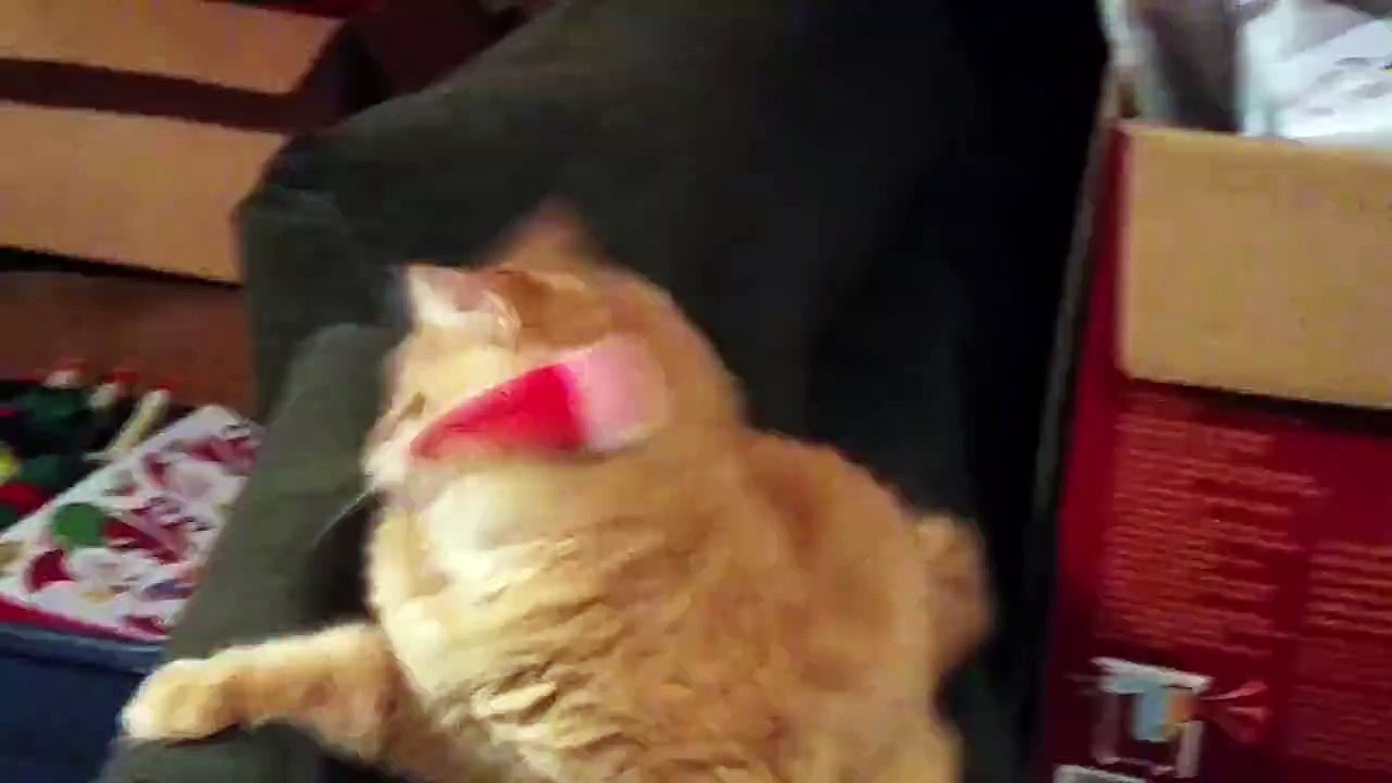 Los gorritos de navidad no son para los animales...