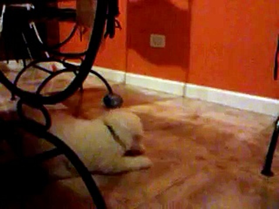 bichon frise hermoso