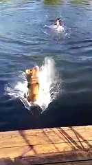 Los perros son los mejores amigos sin dudas.