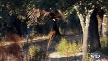 Popular Videos - Black vulture & Cinereous vulture