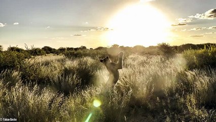 How the ban on lion hunting killed the lions- Mikkel Legarth at