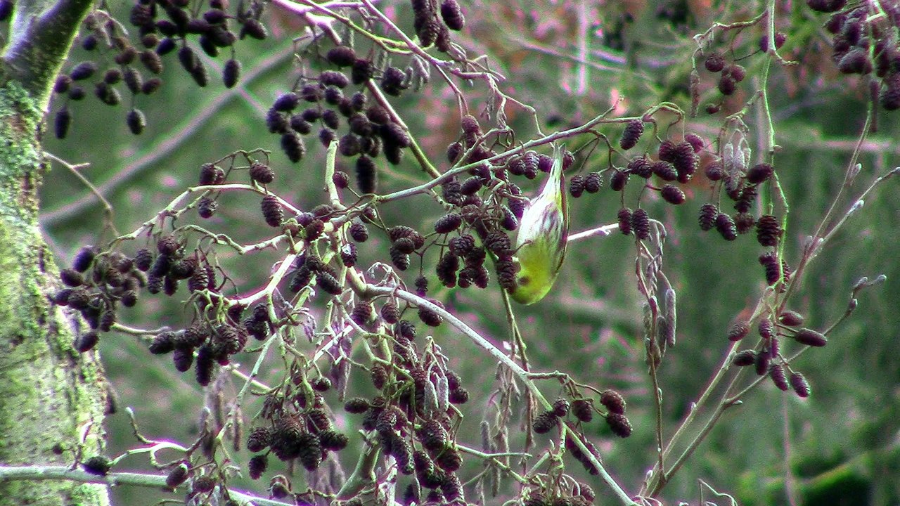 tarin des aulnes , carquefou (44)