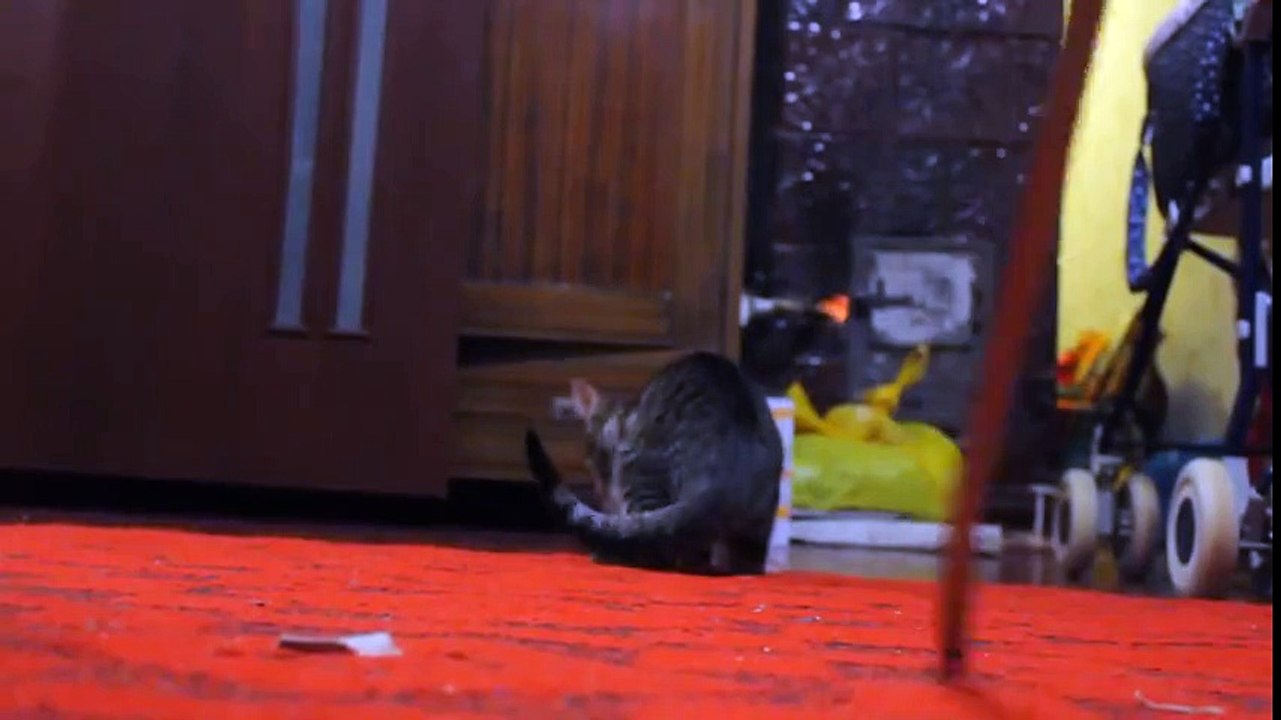 Funny cat plays