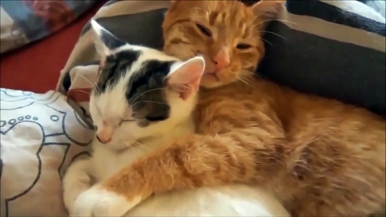 Funny Cat Videos