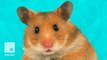 Super weird hamster facts that you may not know about your cuddly pet
