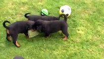 vidéo des chiens rottweilers 