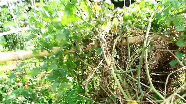 Sun dried tomatoes for FREE - Part 1