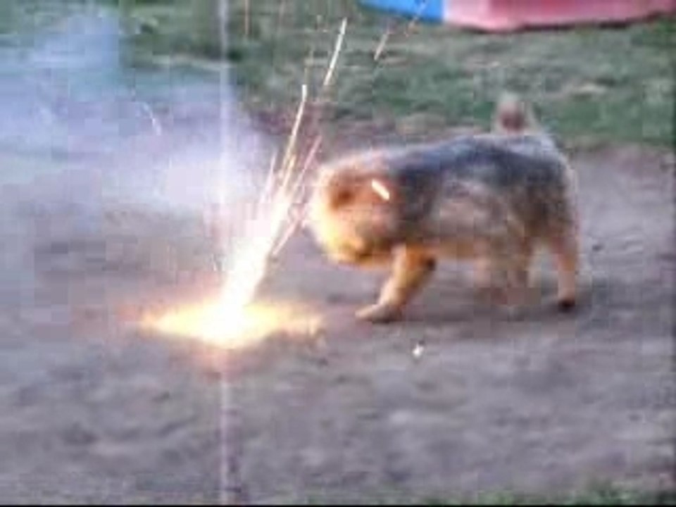 Le chien de regis