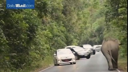 Elephant crushes Thai tourist's car in mating season rampage