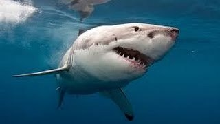 Great White Shark Deep Documentary Wild Nature Documentary HD 2015