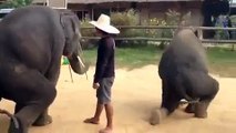Animal fun | fun video | funny compilations | fun videos 2015 | try not to laugh |  best funny videos | Fun for animal