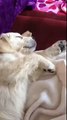 Dreaming puppy thinks she\'s feeding in her sleep