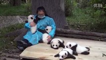 Baby Pandas Looking For Hugs