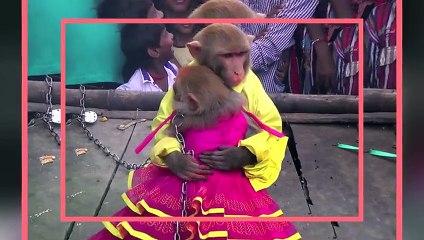MONKEYS Get Married In India Weird Asia