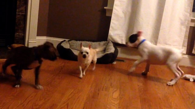 Chihuahua Gets Tricked Out Of Bed By His Puppy Brothers