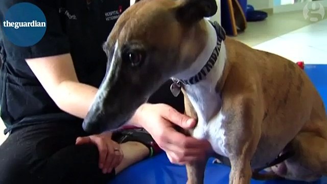 Dog receives 3D printed prosthetic leg