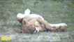 New Born Lion Cubs - How Lioness Gives Birth