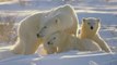 Wildlife Documentary: Wild Alaska Animals (Wild Alaska Documentary)