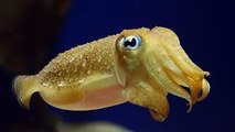 Sea animal documentary: Cuttlefish The King of Camouflage (Weird Sea Creatures Documentary