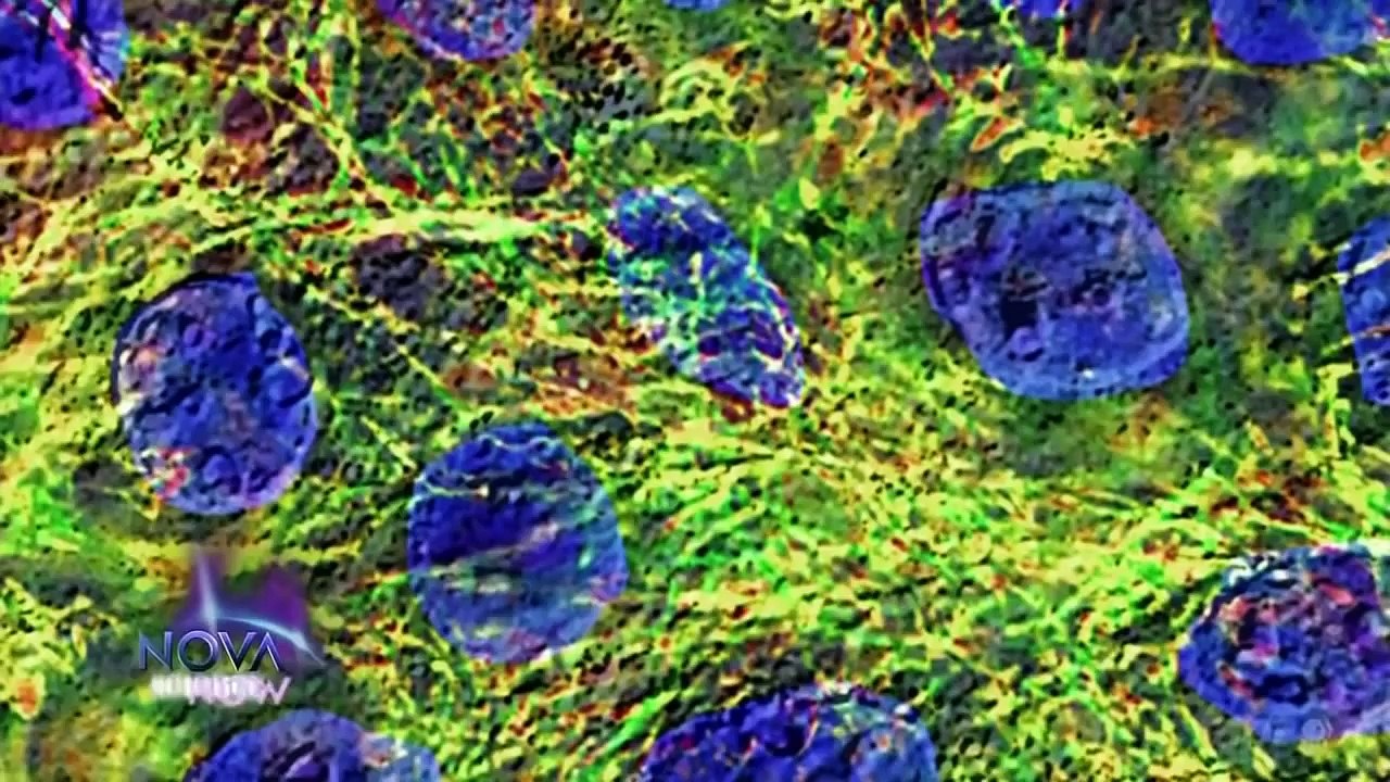 NOVA scienceNOW:55 - Can My Car Live Forever,Replacing BodyParts,Can We Slow Aging,Human H