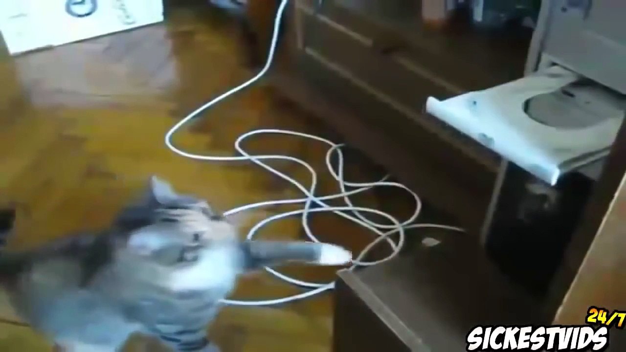 Ultimate Funny Cats Compilation - Funny Cat Videos 2016 (MUST SEE)