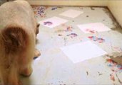 Polar Bear Paints With His Paws