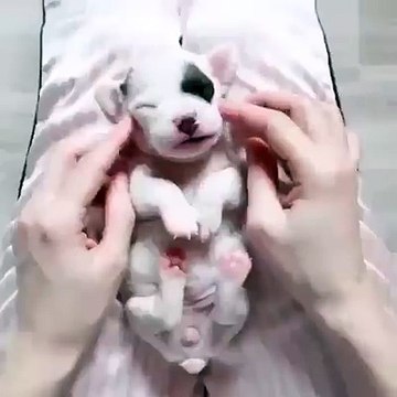 Милый Щенок