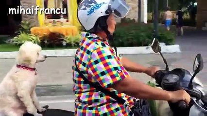 Best Of Funny Animals Acting Like Humans Compilation -- NEW HD