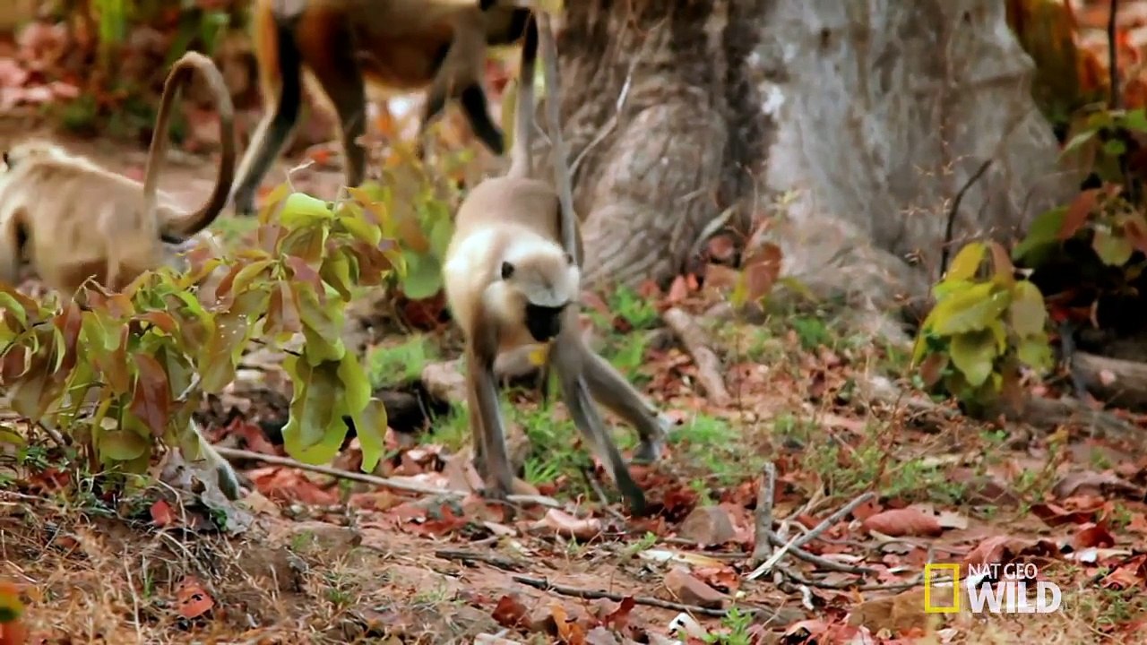 Waring Elephants | Deadly Instincts