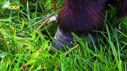 Löwenzähnchen 27 Keks und die sonderbaren Äpfel – Pony