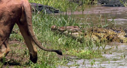 African Cats  Earning His Keep - Clip