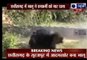 (video)bear attack video Bear Kills Man Wild Bear attack on Forest Guard Dead bear attack