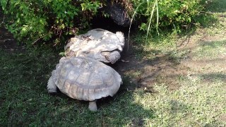 The tortoise turning over