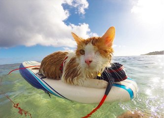 Ce chat borgne passe sa vie sur les planches de surf à Hawaï