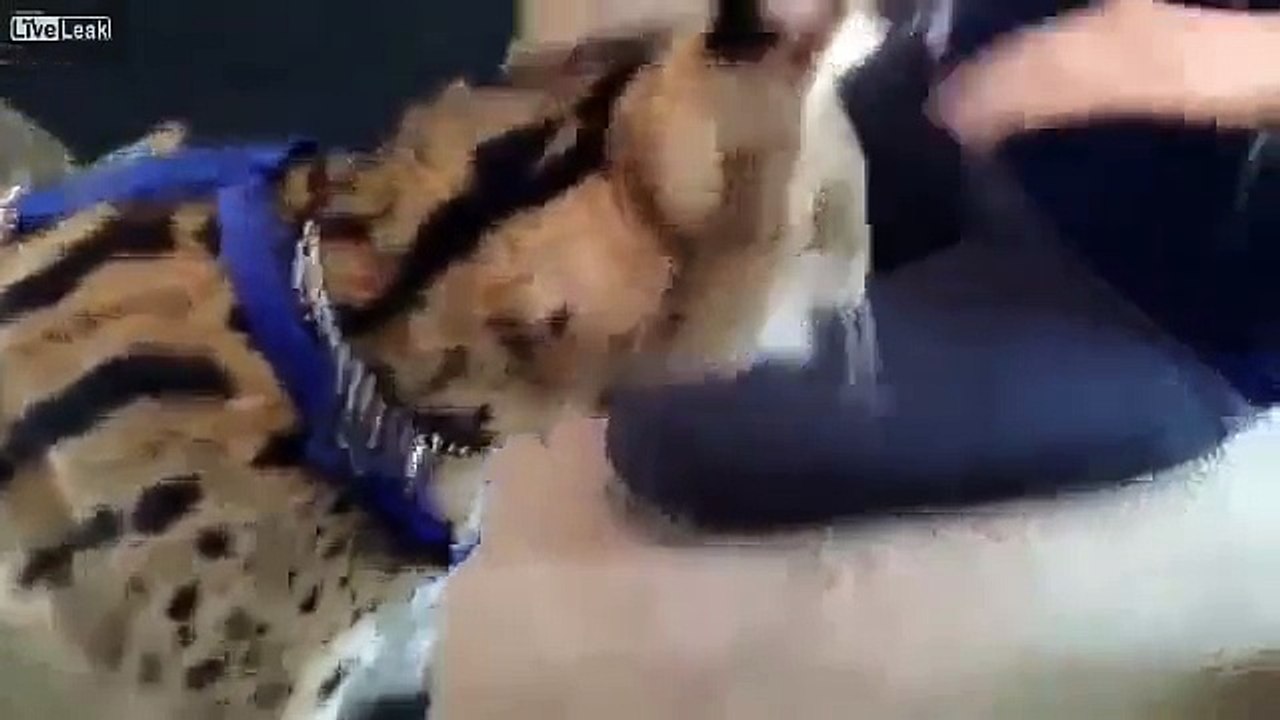 Kedisini Canlı Fareyle Besleyen Kız