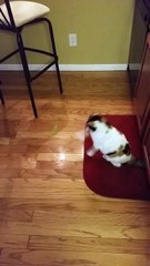 My cat playing with a ball