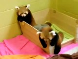 Funny Cat Videos 2015 - Funny Animals . Red Pandas