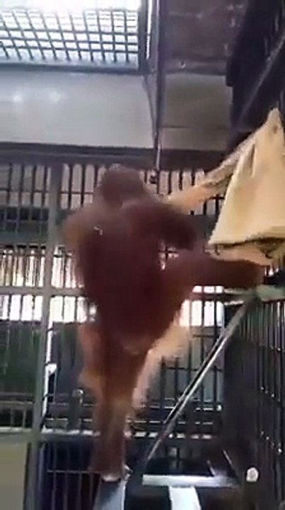 Que inteligente! Mira este chimpance..