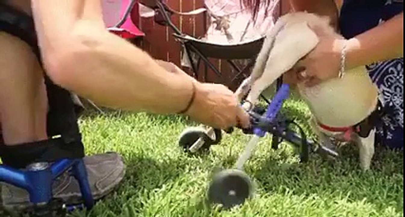 Un amigo como yo! - Videos Sorprendentes