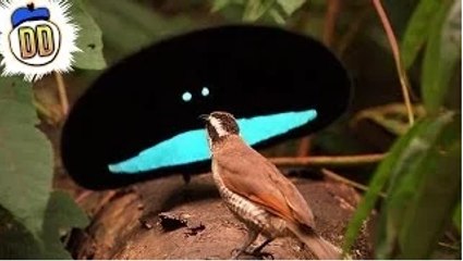 15 Bizarre Animals That Actually Exist