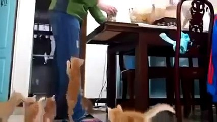 Funny Cats Compilation - Funny Cat Videos Ever- Funny Videos - Funny Animals - Funny Animal Videos