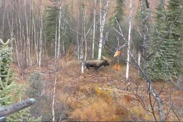 Alaska Moose Hunting