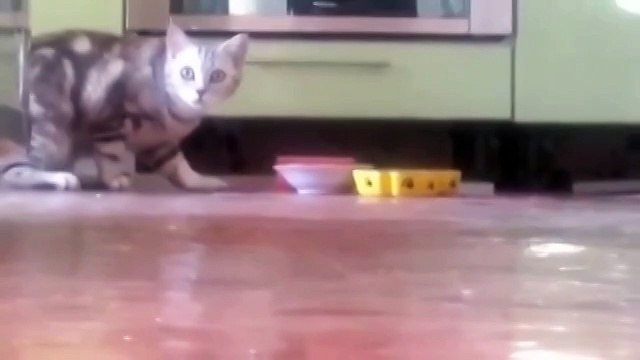 Я буду кушать. И не надо на меня смотреть!)